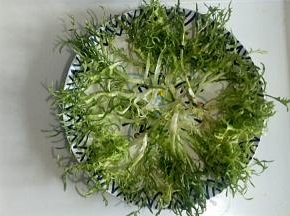 盘子中放入苦菊打底