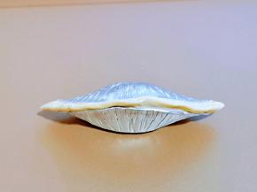 再把蛋挞皮对折，捏紧。