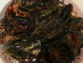 选择活的小龙虾。放入盆中用清水冲洗2次后；在盆中放入2勺盐，再倒入清水没过小龙虾浸泡2小时，以便更好的清洁。