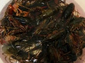 选择活的小龙虾。放入盆中用清水冲洗2次后；在盆中放入2勺盐，再倒入清水没过小龙虾浸泡2小时，以便更好的清洁。