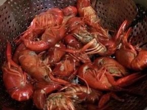 用水焯熟：火上坐锅烧开水，倒入洗净的龙虾，盖上盖子把龙虾焯成红色，捞出备用。