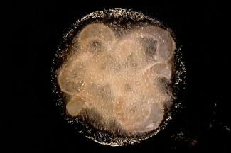 锅中倒入玉米油，开小火把虾仁滑熟