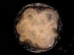 锅中倒入玉米油，开小火把虾仁滑熟