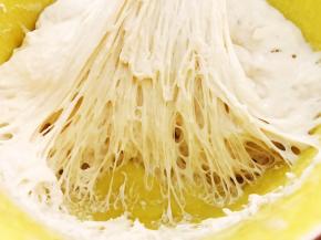 发酵好的波兰种表面布满了气泡，撕开里面也都是气泡