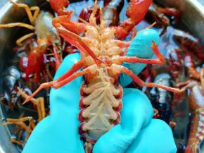 带上橡胶手套，用小牙刷将小龙虾刷洗干净。