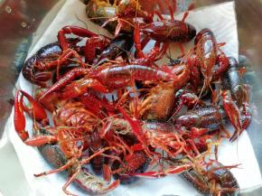 盆里放上几张厨房用纸，放入清洗干净的小龙虾吸去多余的水分。