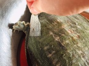 用手撕掉甲鱼表面的那层皮。