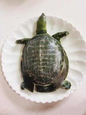 处理好的甲鱼去掉内脏，清洗干净备用。