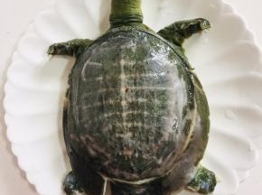 处理好的甲鱼去掉内脏，清洗干净备用。