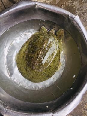 市场买的活甲鱼，顺便让店老板帮忙把甲鱼杀了！