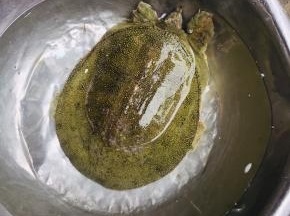 市场买的活甲鱼，顺便让店老板帮忙把甲鱼杀了！