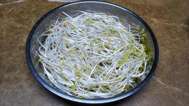 大铁盘铺满绿豆芽