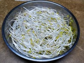 大铁盘铺满绿豆芽