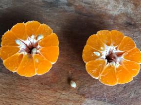 芦柑去皮，切两半，去籽掰碎