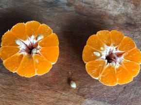 芦柑去皮，切两半，去籽掰碎