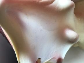 取一小块面团，能撑开薄膜状不容易破即可