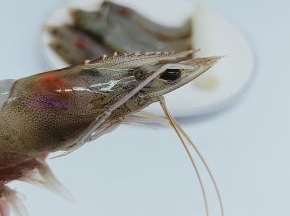 用剪刀剪去虾枪、虾须、去除虾线。