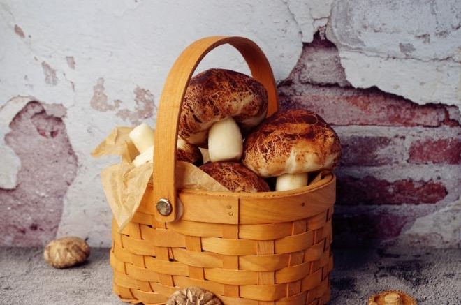 象形豆沙蘑菇包