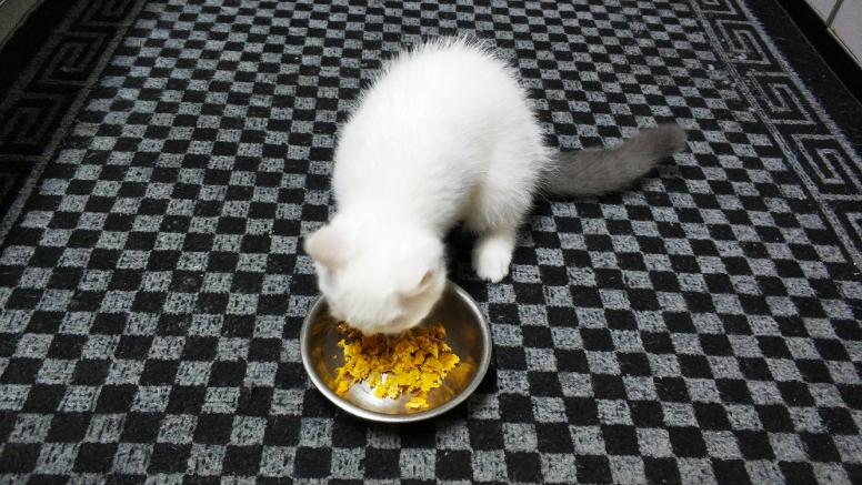 猫粮