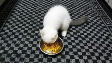 不止小猫猫很爱吃，我健身狗也爱吃