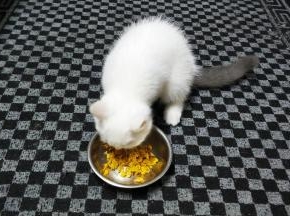 不止小猫猫很爱吃，我健身狗也爱吃