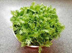 早市上买来的茼蒿特别新鲜，将茼蒿摘好清洗干净。