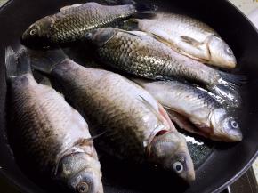 不粘锅放油加热，鲫鱼放进去煎一下