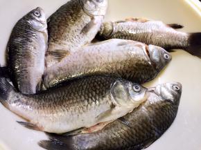 鲫鱼去鳞去腮去内脏，洗净沥干水分