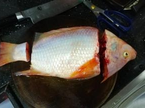 2、  把鱼洗净后，切下头、尾、清理内脏，鱼背上的鱼鳍留下来