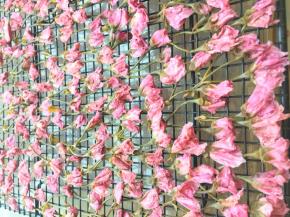 小心地渍好的樱花把水分挤干净，整理好形状，在晾网上摆放好，通风阴凉处晾两天左右。至樱花表面摸起来没有湿气即可。