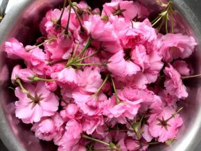 采集五分到七分开的樱花，连花柄一起，清洗干净后