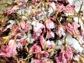 让每一个花朵都裹满盐