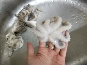 八爪章鱼清洗干净