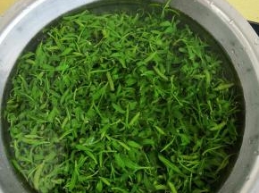 树上摘的柳芽拣去杂物，清洗干净