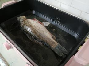 准备一块姜片，把东菱多功能锅煮锅的锅底擦一遍，倒入适量的花生油，把锅加热，然后把鱼放入