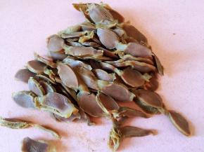 鸡胗捞出沥干水分，切薄片