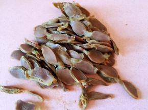 鸡胗捞出沥干水分，切薄片