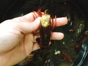 用剪刀在小龙虾的眼睛后处剪去沙囊，留下虾黄可以放心享用