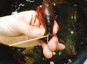 小龙虾尾部第三节，用牙签挑出虾肠