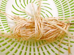 茅根清洗干净泥沙