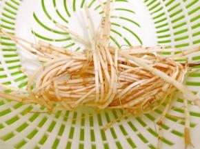 茅根清洗干净泥沙