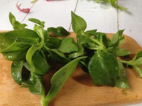 田七叶洗净控水取嫩叶