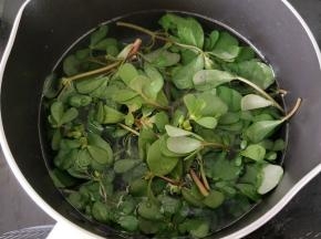 新鲜马齿苋用流动水冲洗一分钟左右，然后彻底洗干净，奶锅放适量水大火烧开，然后加少许盐，再放入马齿苋，焯水20秒钟左右，只要马齿苋变色就可以。
