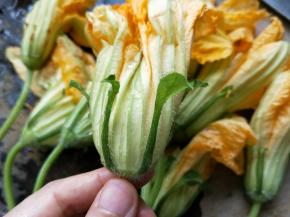 买回来的南瓜花，剥掉花柄上的老皮，去掉花托外面硬硬的绿色的皮，还有花蕊也要去除，因为花蕊煮出来会有苦味，然后把花瓣撕成两片，不撕也可以。