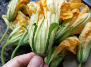 买回来的南瓜花，剥掉花柄上的老皮，去掉花托外面硬硬的绿色的皮，还有花蕊也要去除，因为花蕊煮出来会有苦味，然后把花瓣撕成两片，不撕也可以。