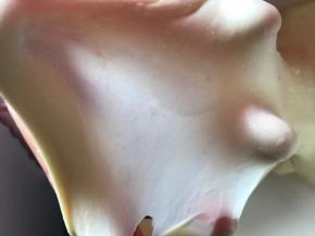 取一小块面团，用手撑开不容易破即可