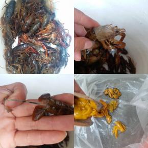 买回的龙虾放在水桶里用筷子或长棍画圈搅拌清洗几次，等水里没脏污时，再放没过龙虾身一半的水漂养一小时左右，再重复刚开始清洗龙虾的步骤，再漂养、清洗，如此反复四五次，经过这种清洗法，龙虾会洗的特别干净，吃着才放心。再去虾头，尾部中段用指甲掐一下，拉出虾线，虾头中虾黄小心取出，单独放至一旁