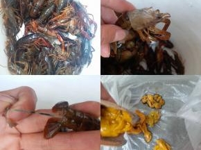 买回的龙虾放在水桶里用筷子或长棍画圈搅拌清洗几次，等水里没脏污时，再放没过龙虾身一半的水漂养一小时左右，再重复刚开始清洗龙虾的步骤，再漂养、清洗，如此反复四五次，经过这种清洗法，龙虾会洗的特别干净，吃着才放心。再去虾头，尾部中段用指甲掐一下，拉出虾线，虾头中虾黄小心取出，单独放至一旁