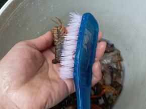 清洗干净后的龙虾，我还不放心，再每一个用刷子洗刷刷，虾黄最小量的水轻轻冲洗干净