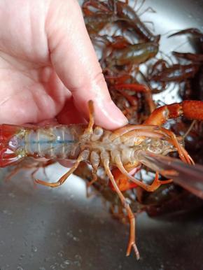 用干净的牙刷把每只小龙虾上上下下刷一遍。